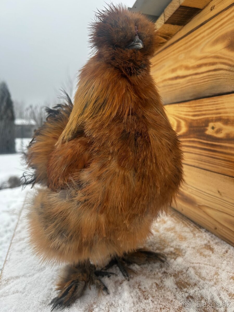 Kohút hodvabničky (Silkie) - 3