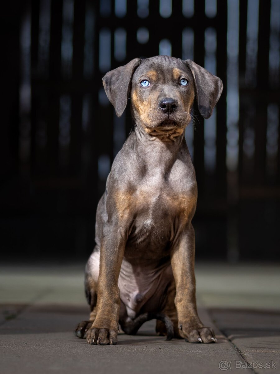 Louisiansky leopardí pes – šteniatka s PP - 3