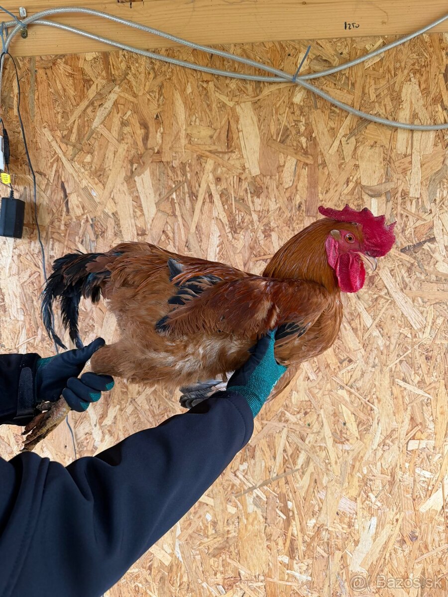 Predám kohútov - 3