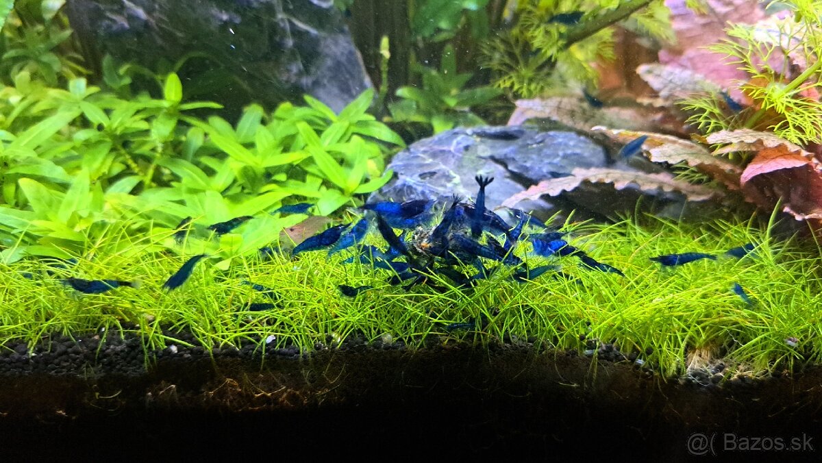 Neocaridina Blue Dream - 3