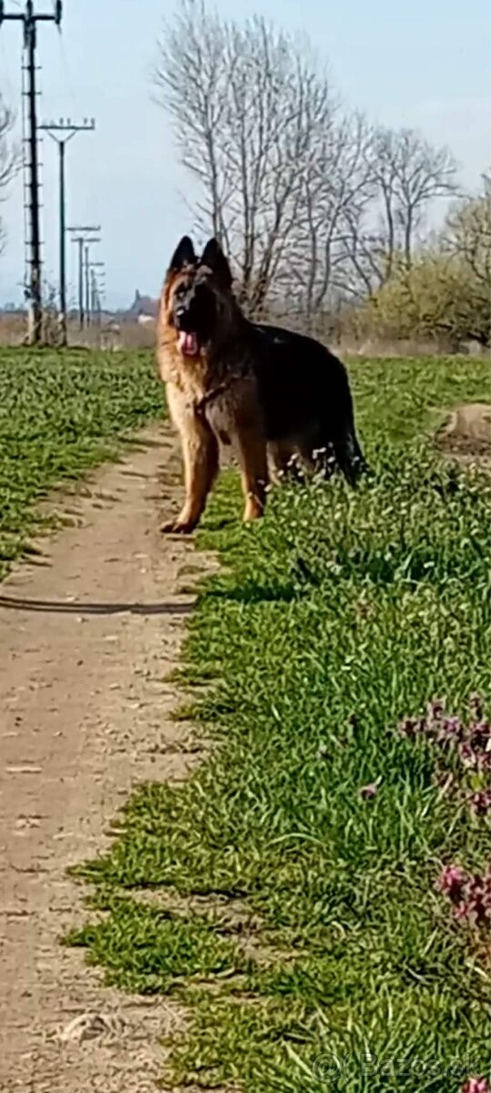 Nemeckého ovčiaka.” - 3