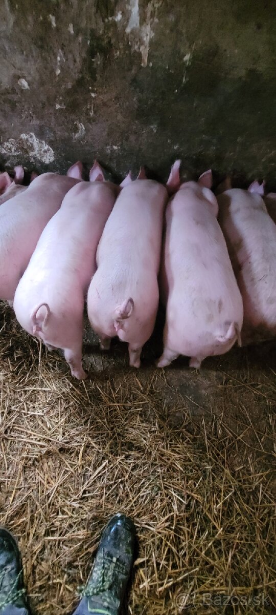 Predám 150kg svinku. - 3