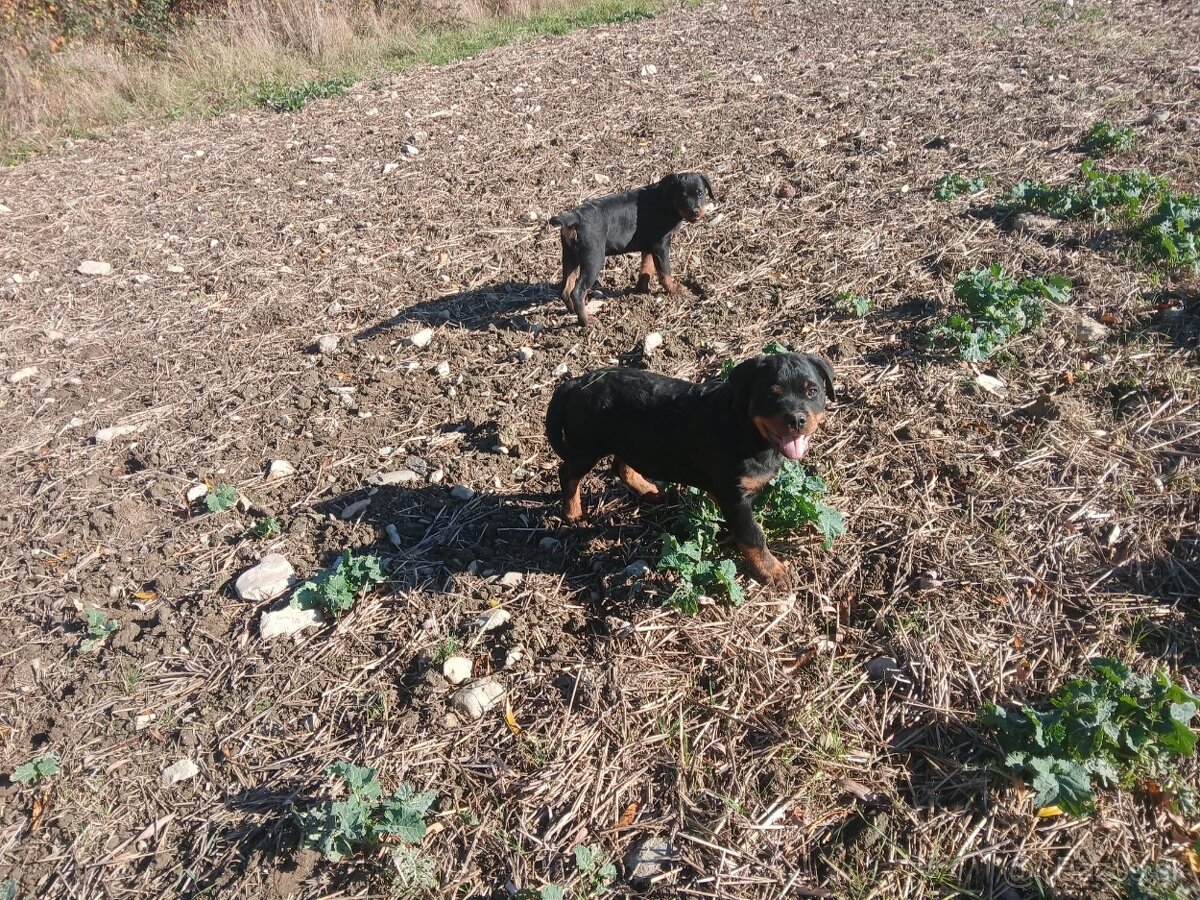 Rottweiler, rotvajler, rtw - 3