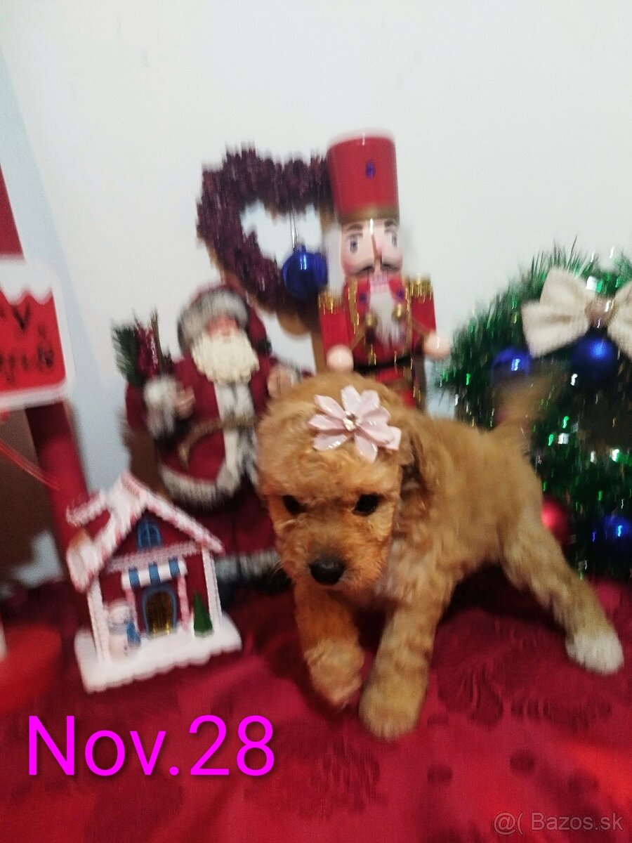 Toy Pudel - Apricot - 3