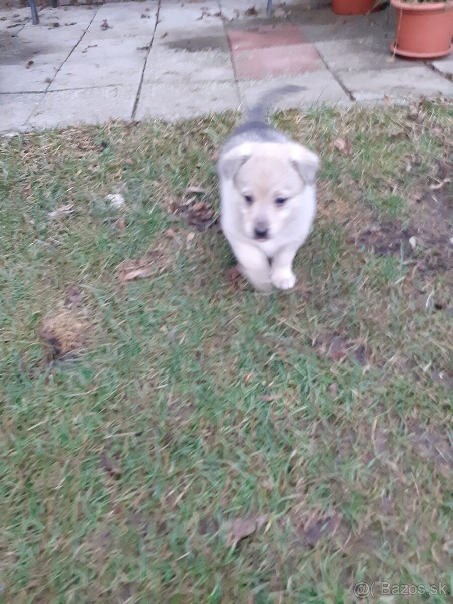 Darujem šteniatka - 3