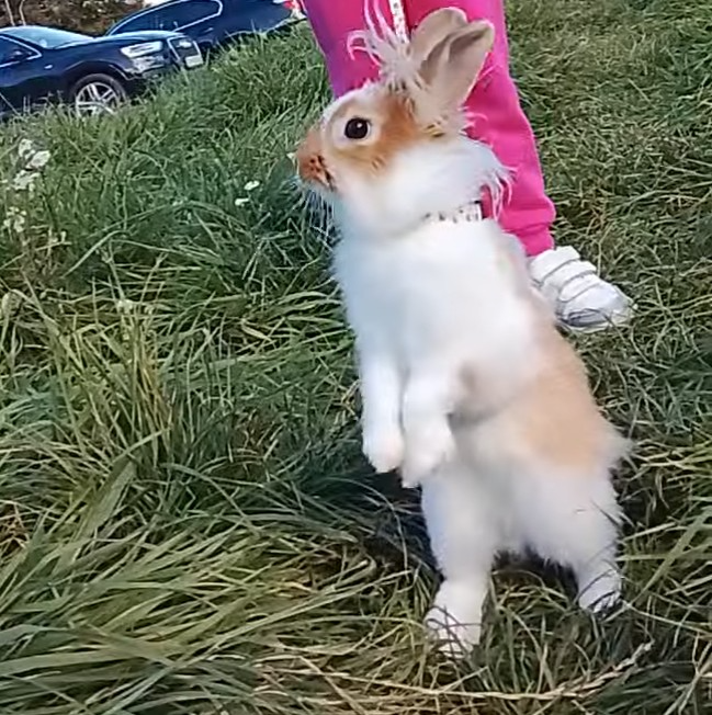 Trpasličí zajac – darujem - 3