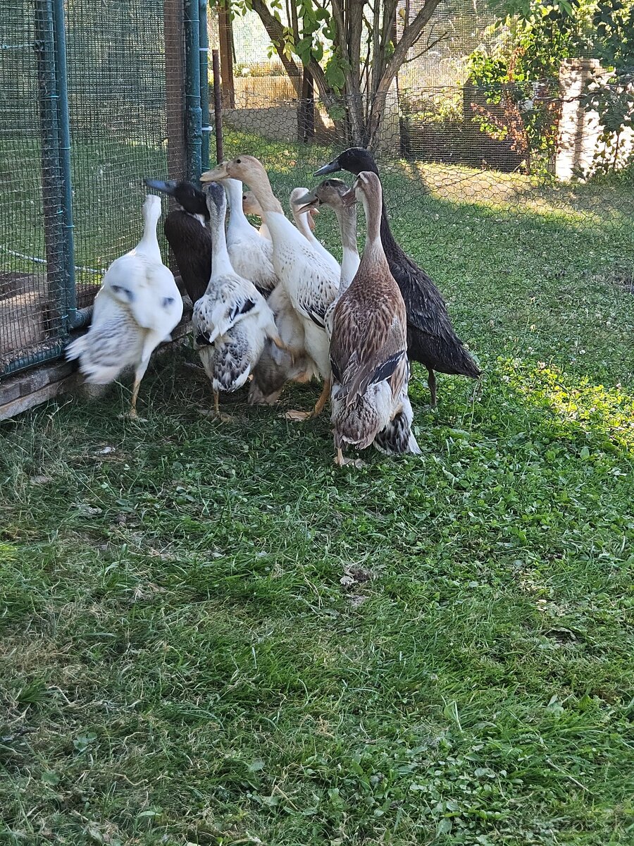 Predám Indické bežce - 3