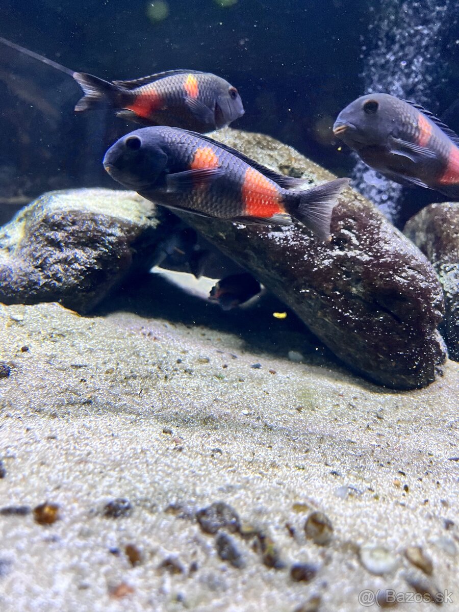 Tropheus Kirschfleck F1 - 3