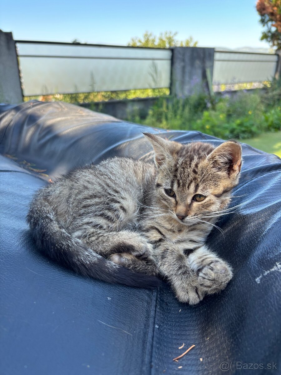 Hnedé mačiatko - 3