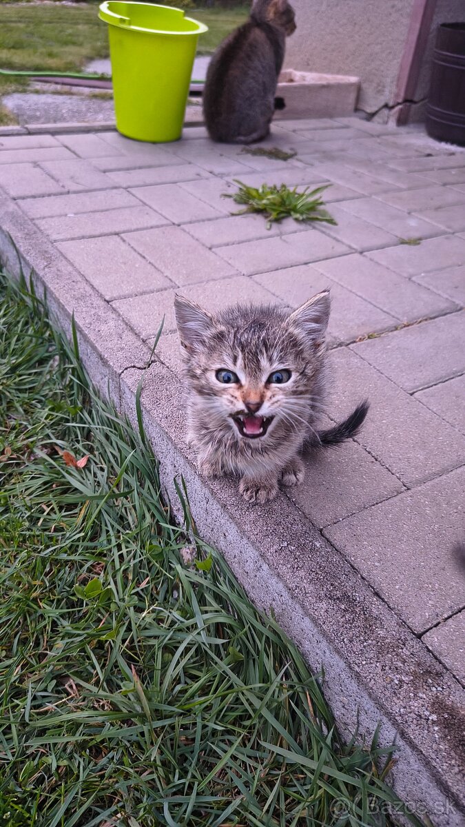 Darujem mačiatka - 3