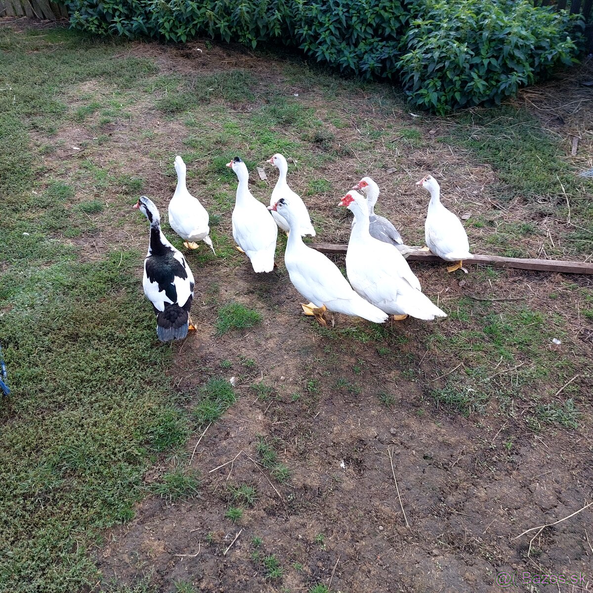 Predám činske kačice 6 mesačné. - 3