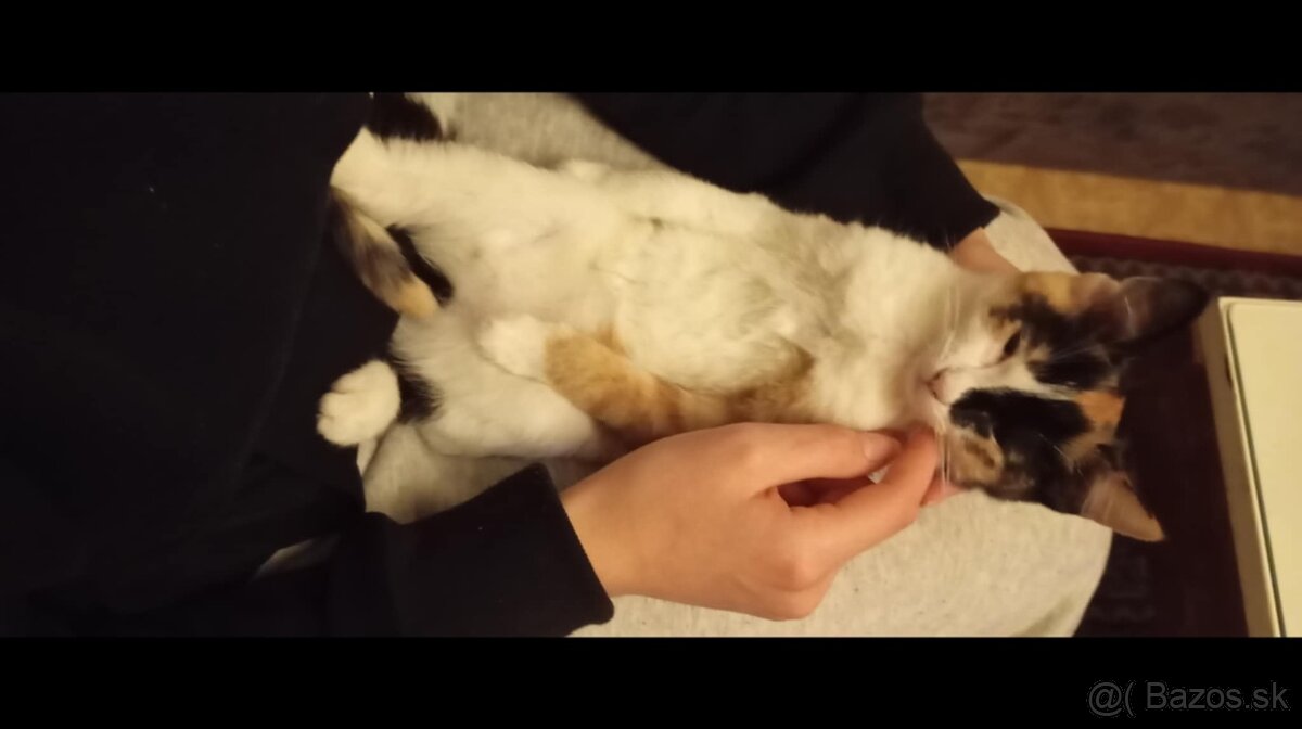 Darujem mačičku - 3