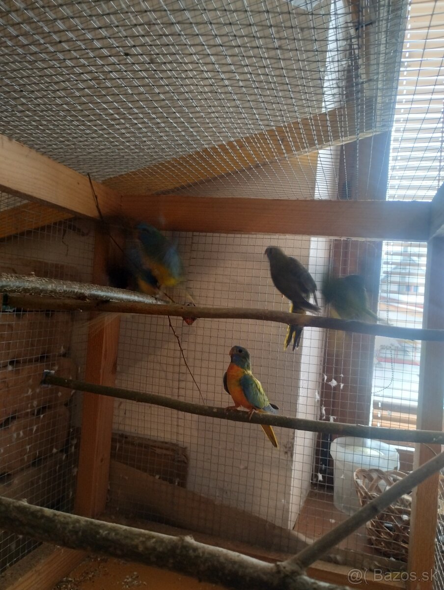 Papagáj spevavy, neoféma,rozela - 3