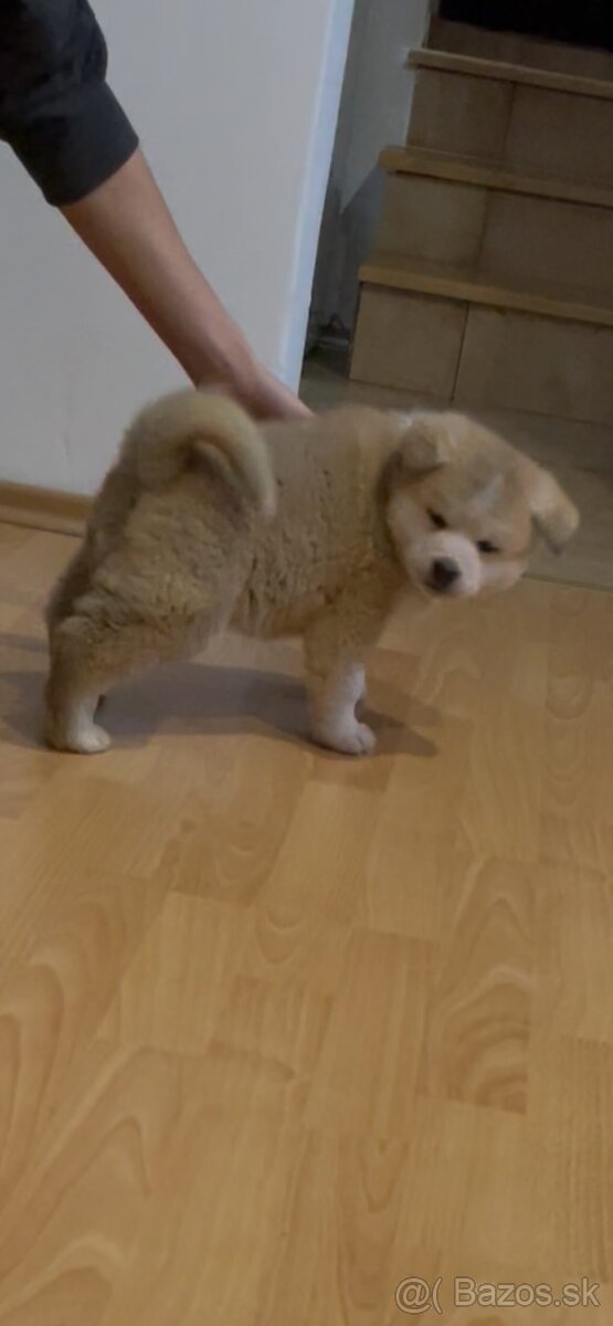 Šteniatka Akity- Inu - 3