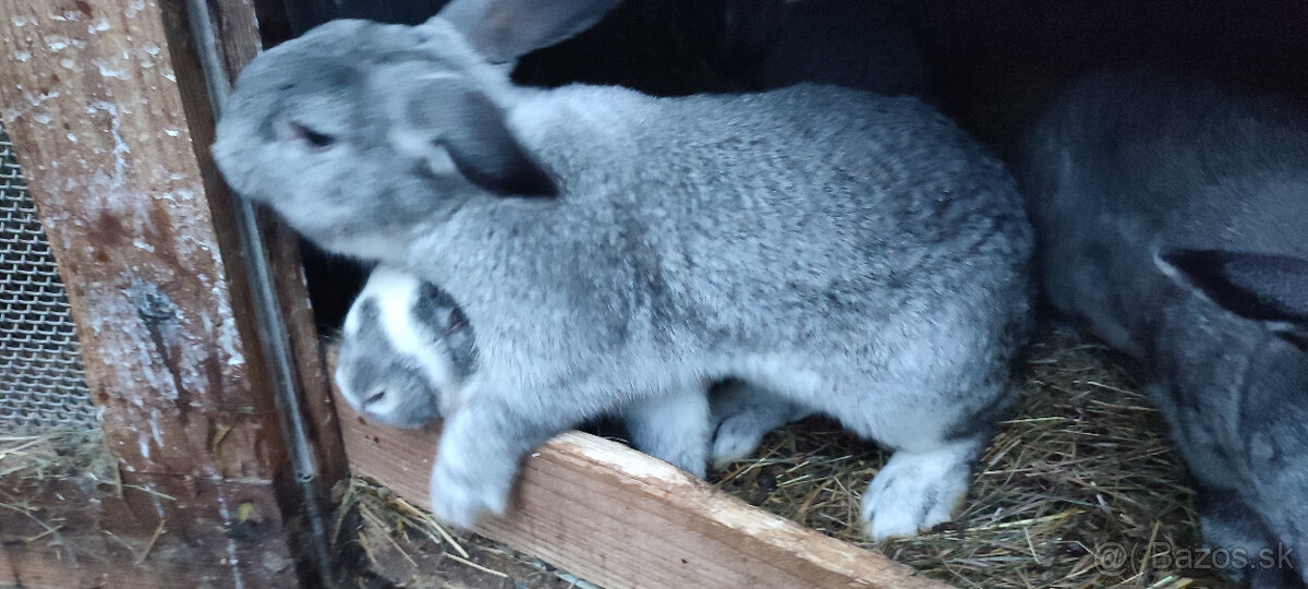 Predám zajacov VS/FB - 3