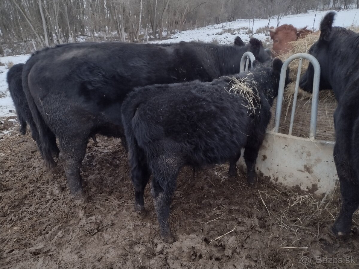 Predám býčka aberdeen angus - 3