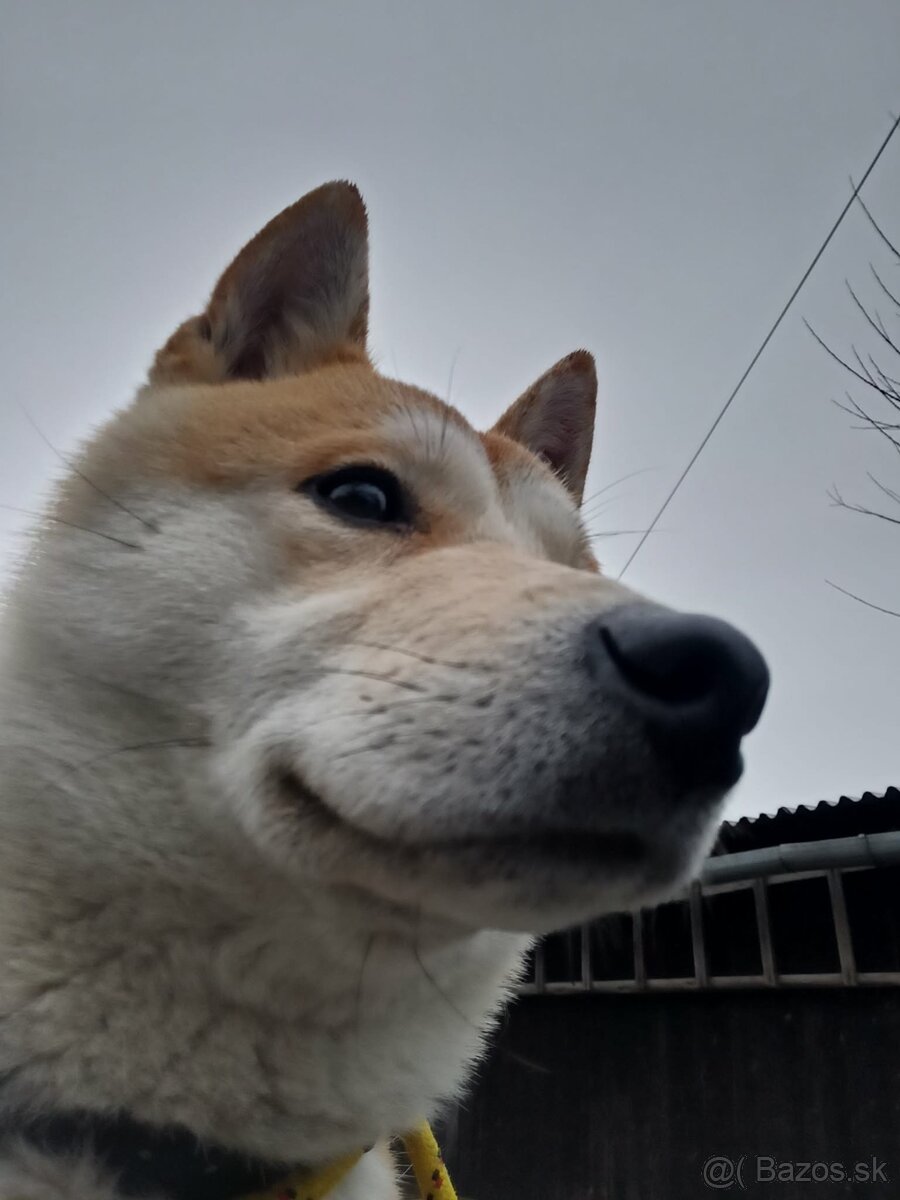 Shiba inu - 3