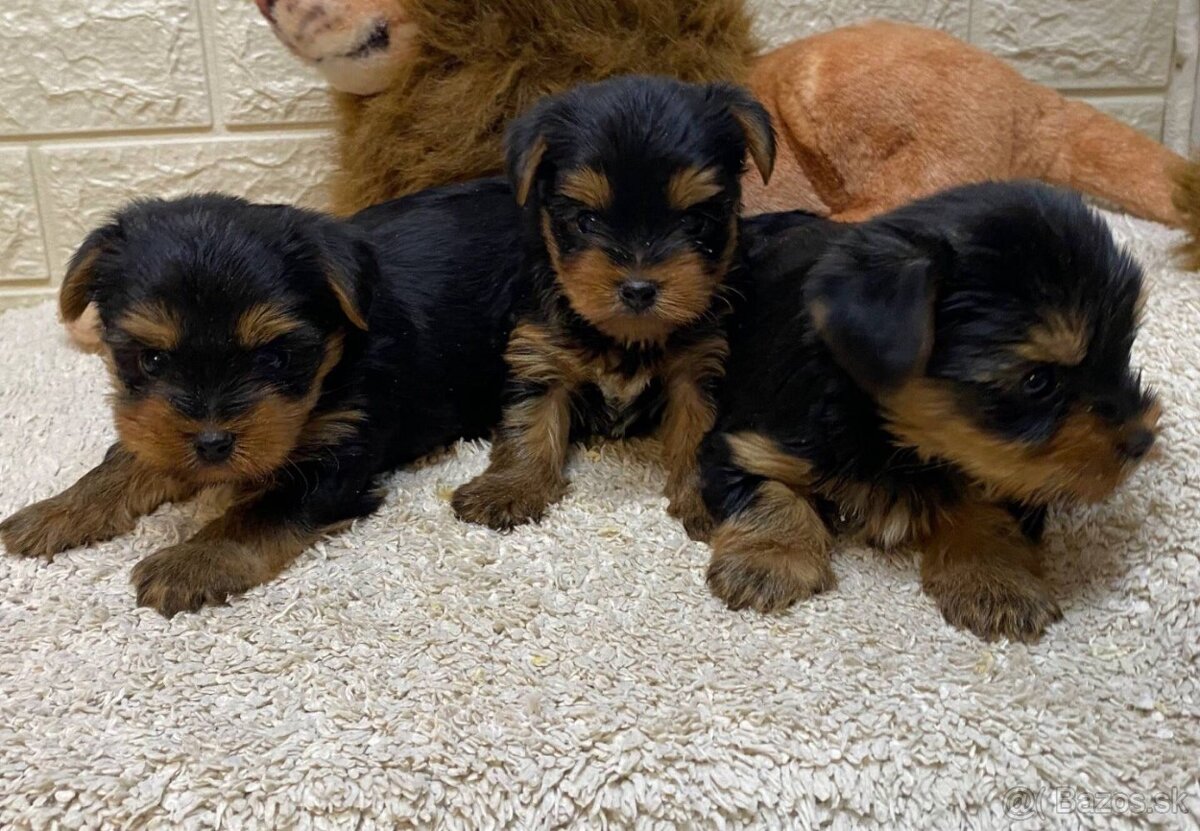 Yorkshirsky terier - 3