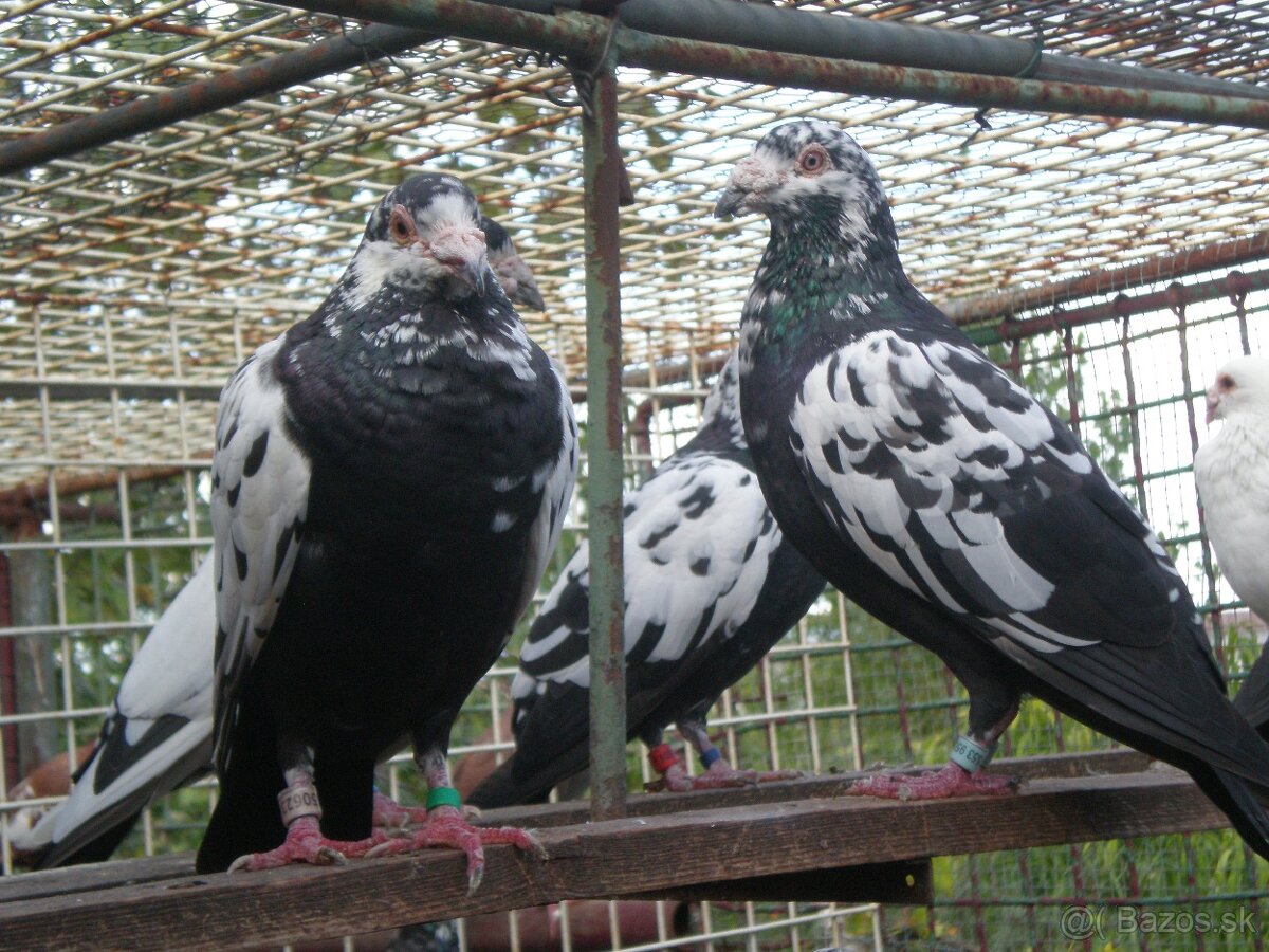 Poštové holuby Vangramberen - 3