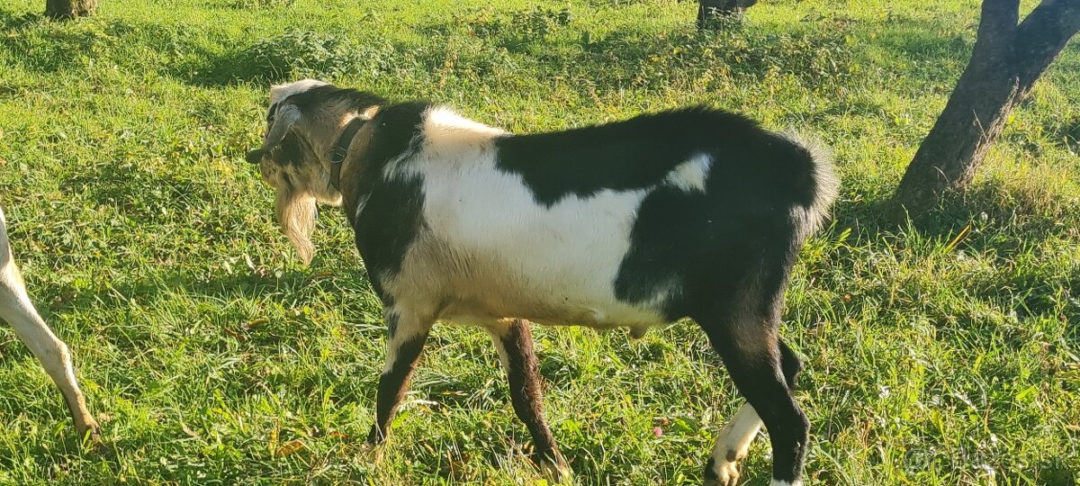 Predám1,5 ročného podielového AN capa - 3