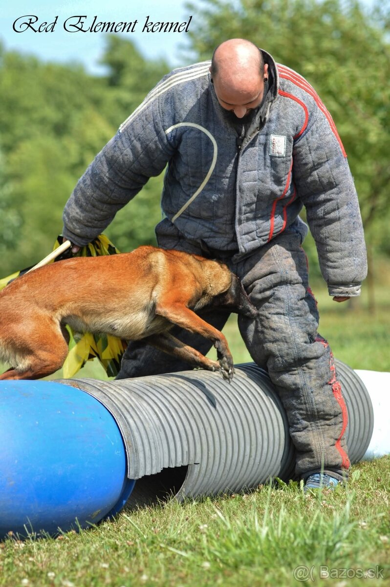 Belgický ovčiak malinois s PP - 3