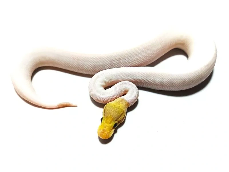 Python regius na Faunii Bratislava 7.12. - 3