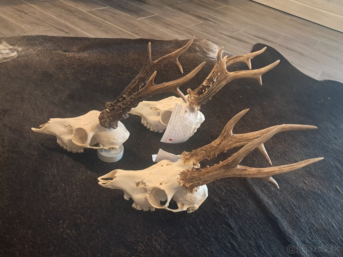 Trofeje, trofej, parozie, parohy, srnci - 3