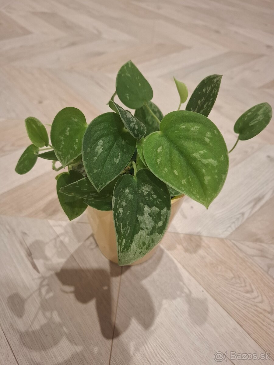 Svokrin jazyk, scindapsus scin, monstera adansonii - 3