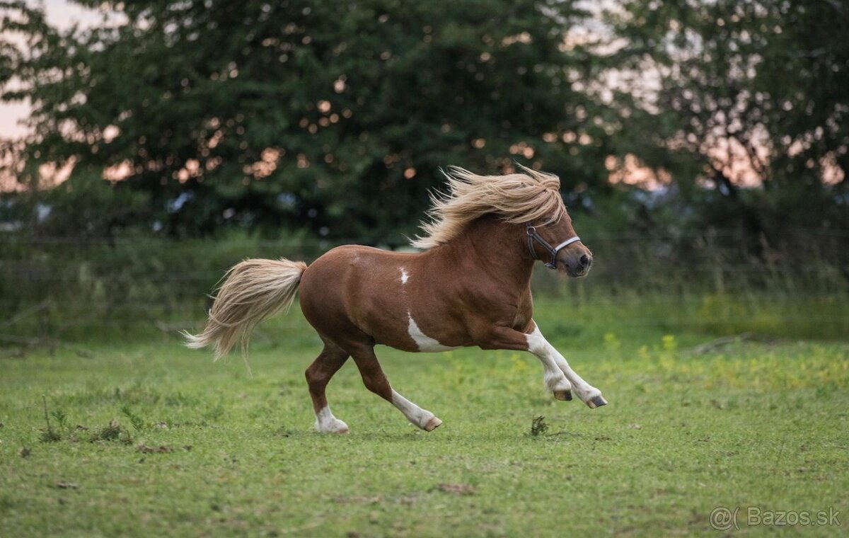 Hřebec mini Shetland pony s PP - 3