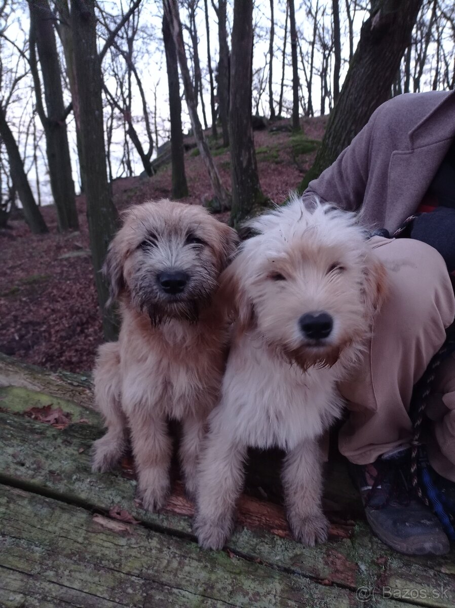 Rozkošné, dobré a milované psíky na adopciu - 3