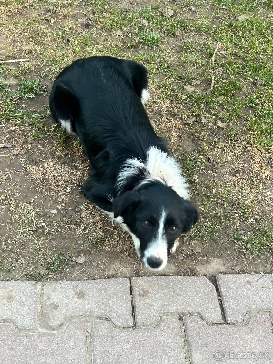 Darujem 7 mesačnú sučku - 3