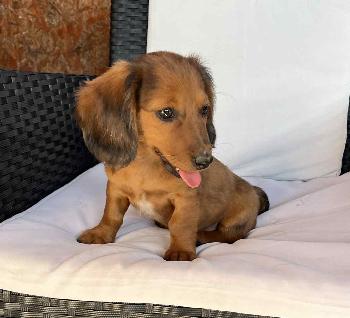 Jazvečík trpasličí dlhosrsty čoko merle génom - 3