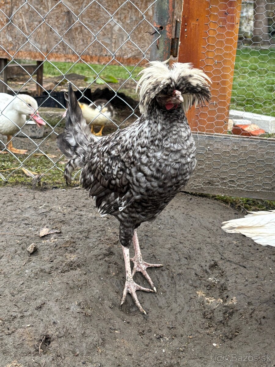 Holanďanka zdrobnelá - 3