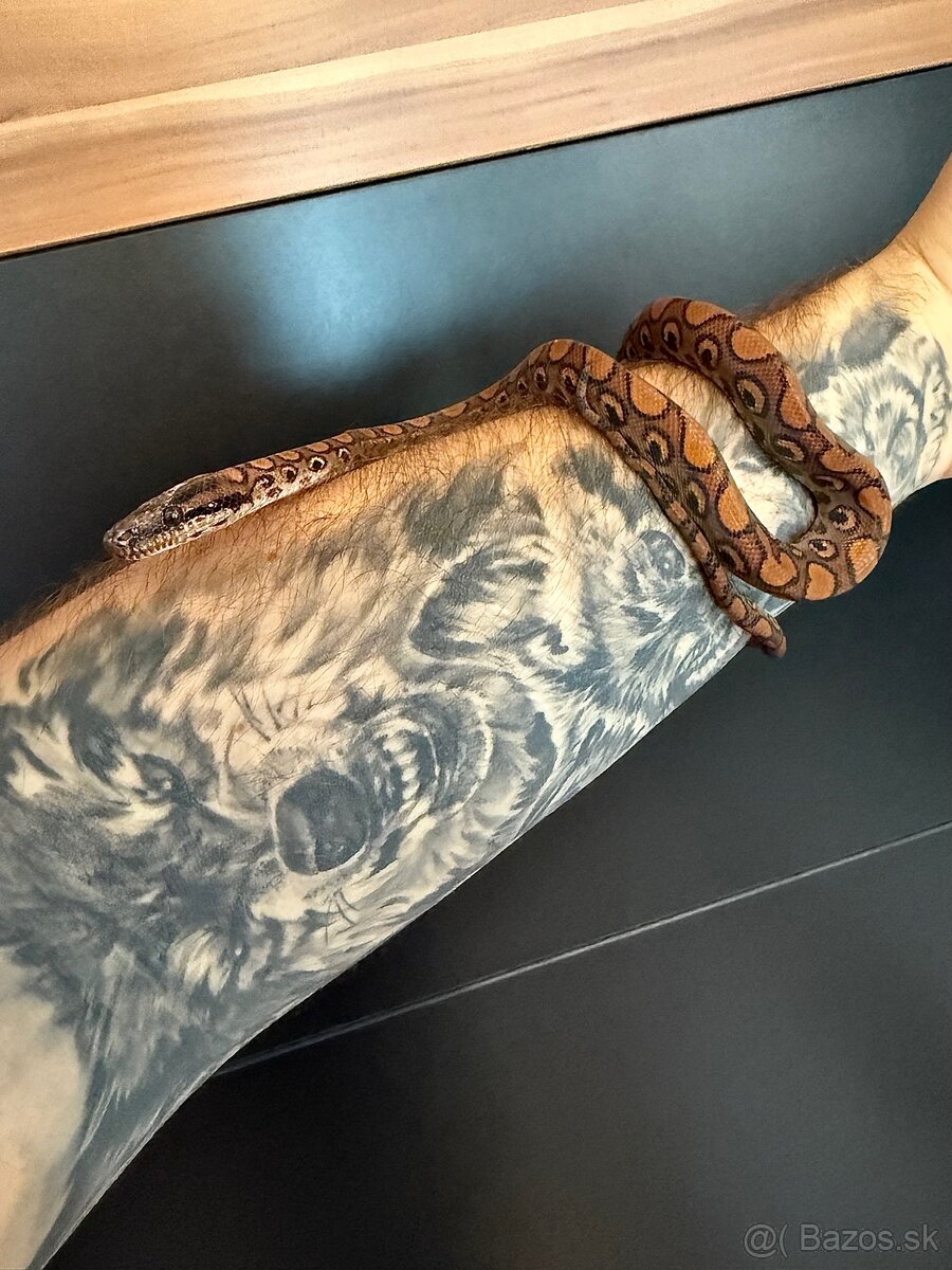 Veľhad dúhový - 3