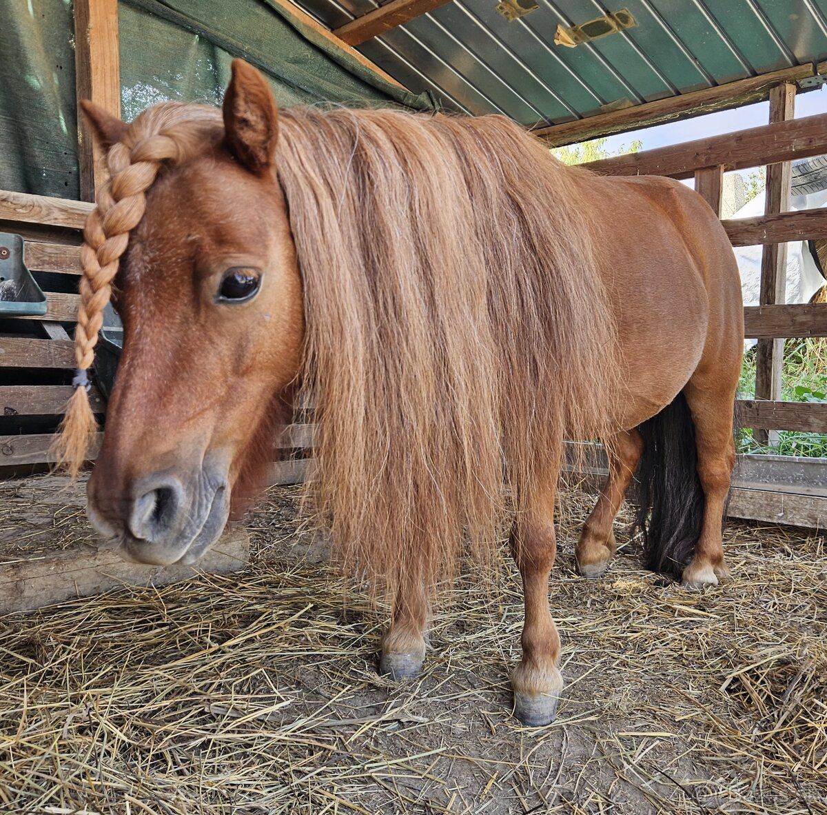Minishetland kobyla - 3