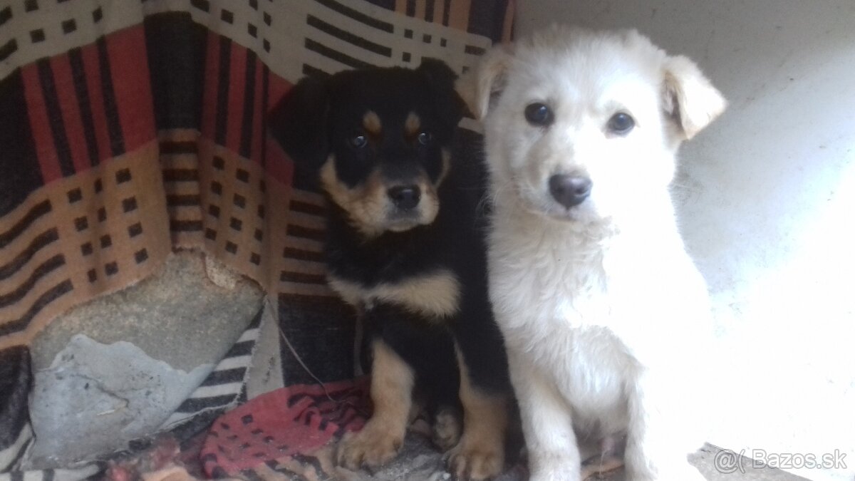Darujem šteniatka - 3