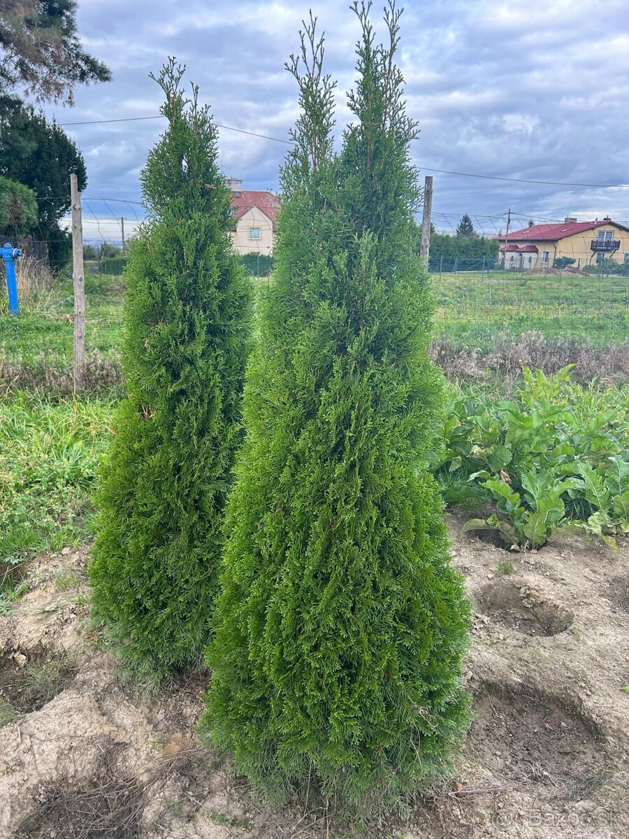 Tuja smaragd,Vavrín,Tis stredný - 3