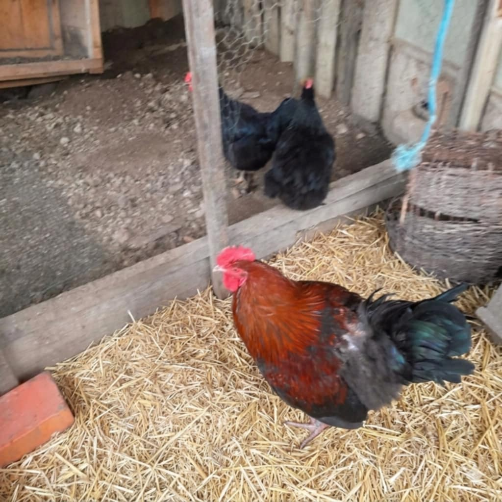 Predám kohúty týchto plemien - 3