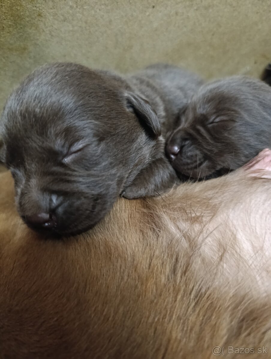 Šteniatka Labrador - čokoládovy - 3