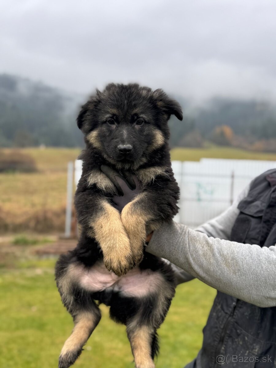 Dlhosrstý psík nemeckého ovčiaka - 3