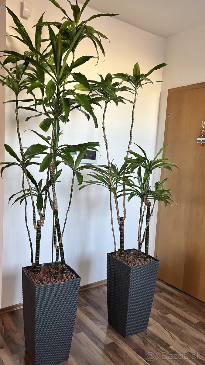 Rastliny palma Dracena 2x - 3