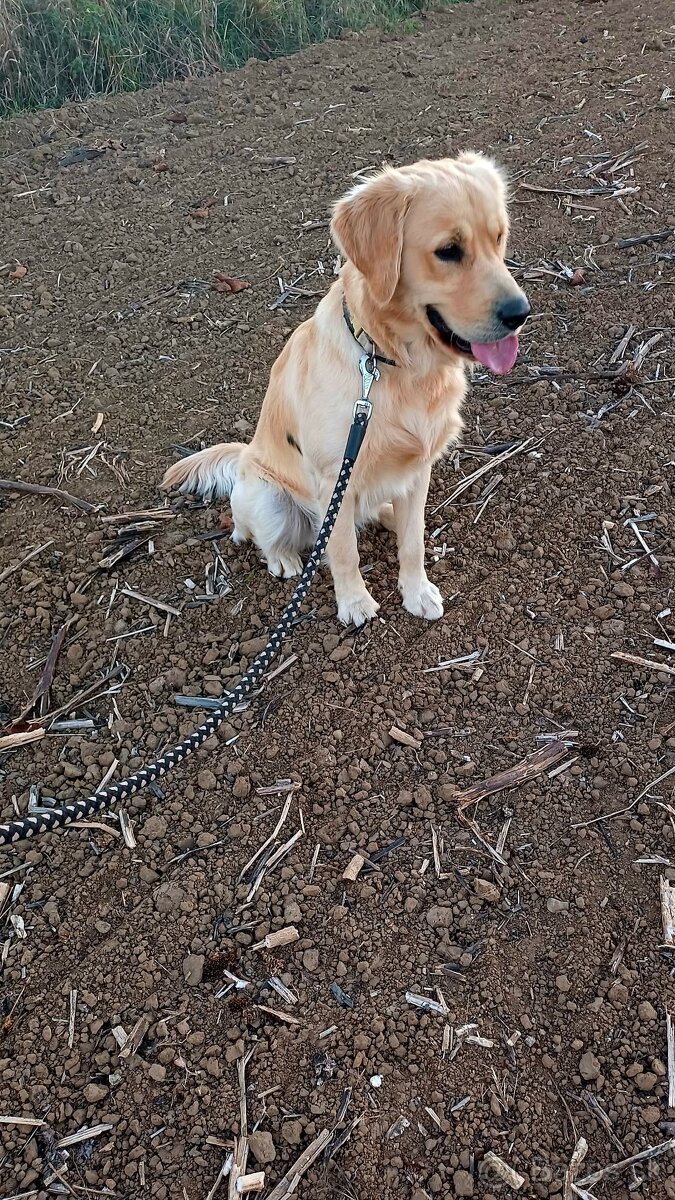 Zlatý retriever - 3
