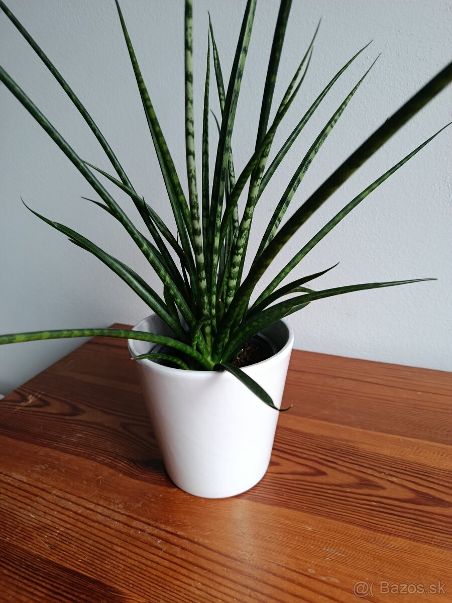 Predám tučnolist... - 3