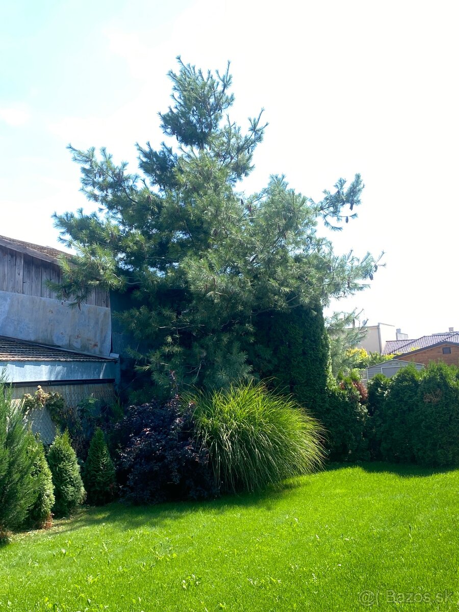 Kosenie/Strihanie/Údržba zelene/Pílenie /Drvenie - 3