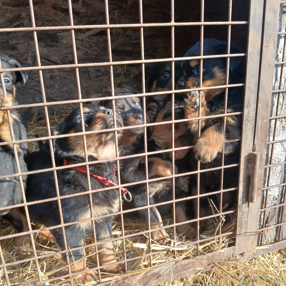 Rotvajler steniaka rodicia pp - 3