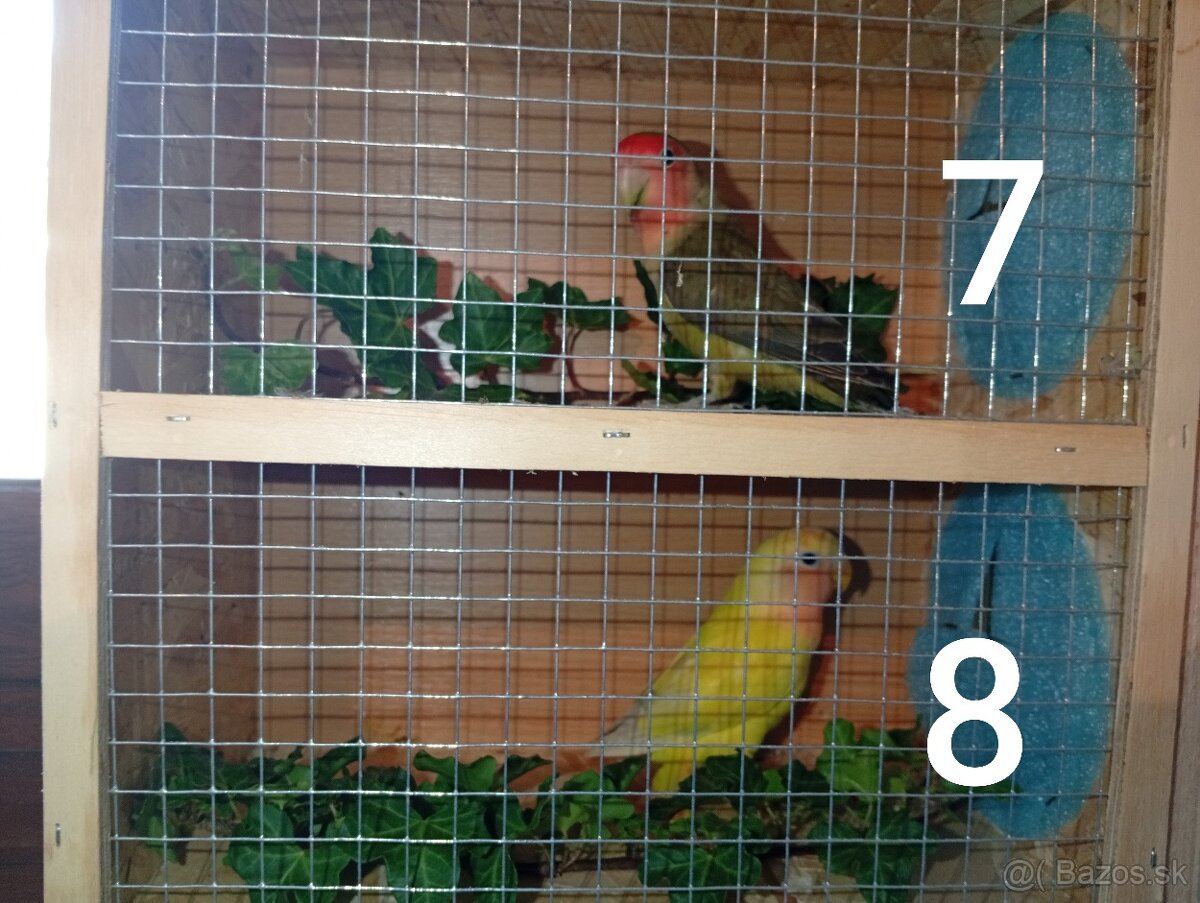 Predám agapornisov ružovohrdlých - 3