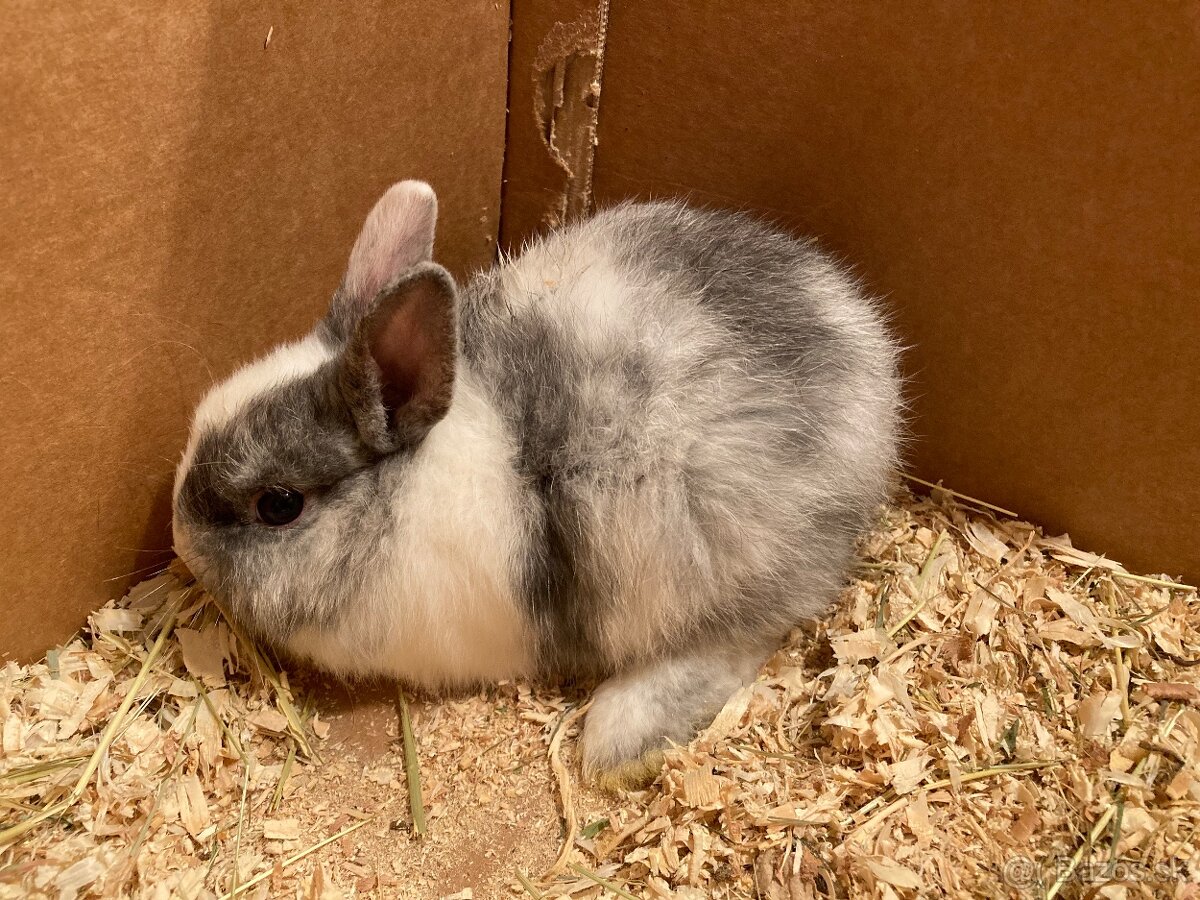 Zakrslý králik, zakrslý zajačik - 3