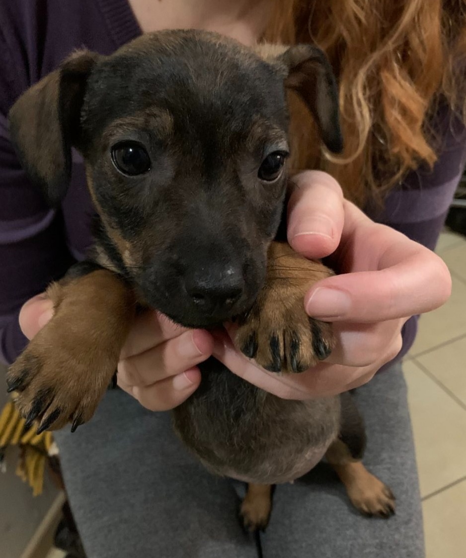 Šteniatka jazvečíka - 3