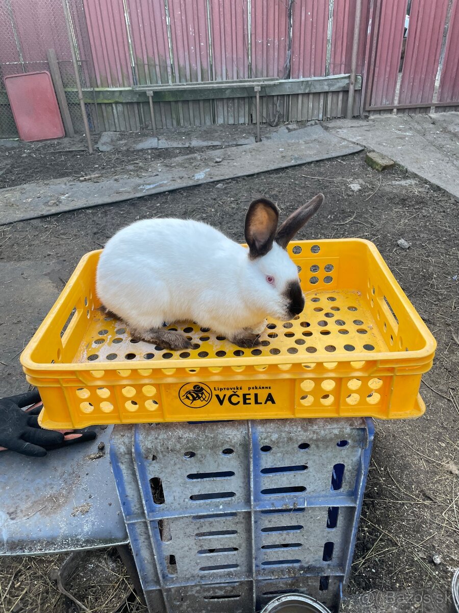 Predám zajace - 3