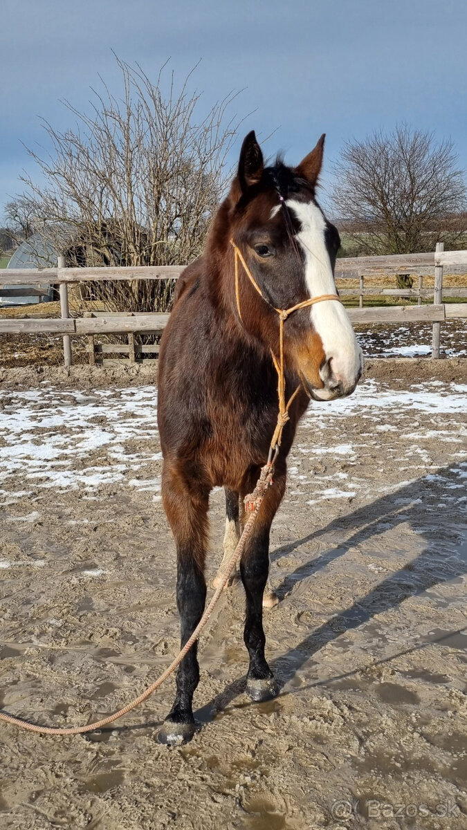 Paint horse klisna All around - 3